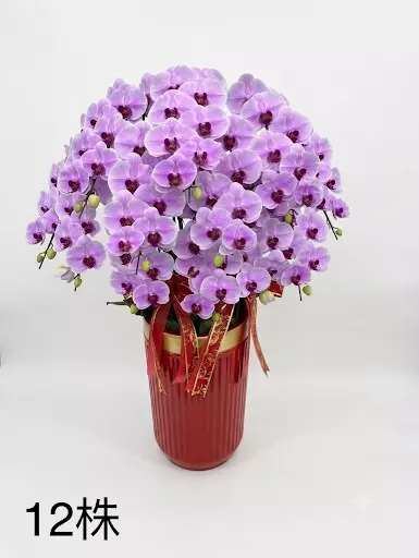 喜慶12株蘭花