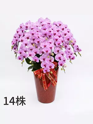 喜慶14株蘭花