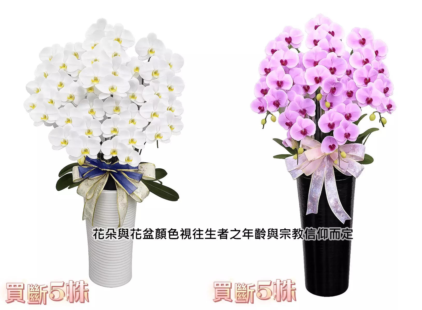 蘭花買斷(5株)
