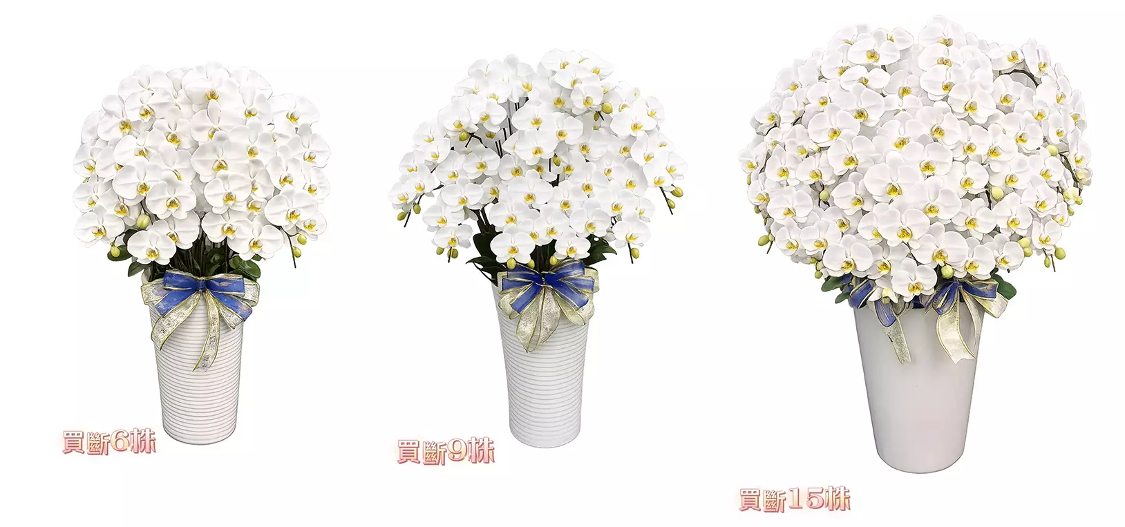 蘭花6株、9株、15株