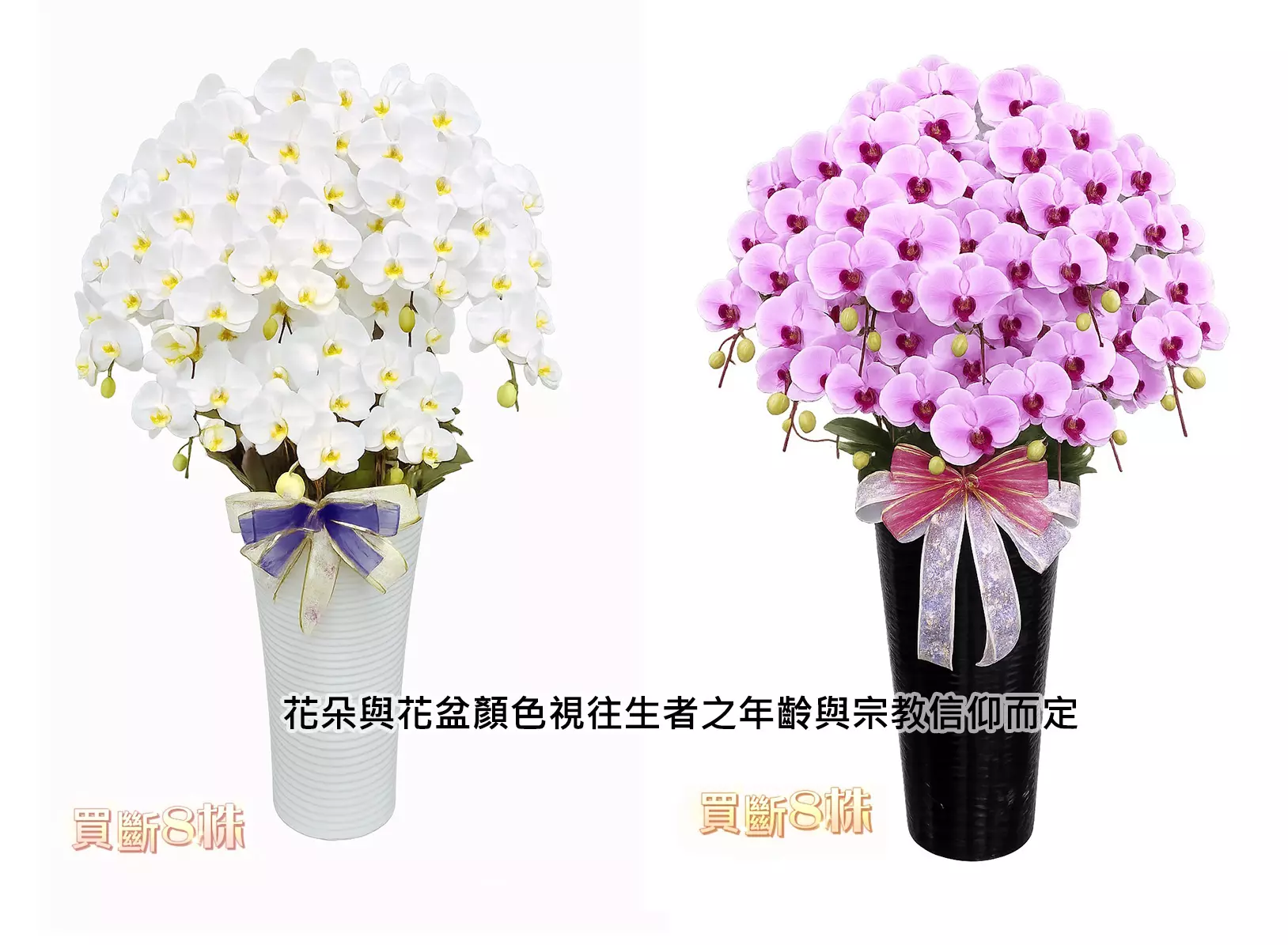 蘭花8株