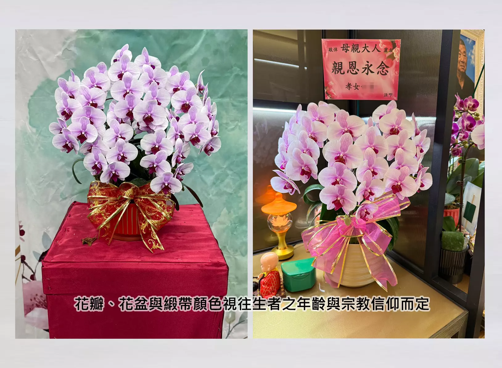 桌上型蘭花